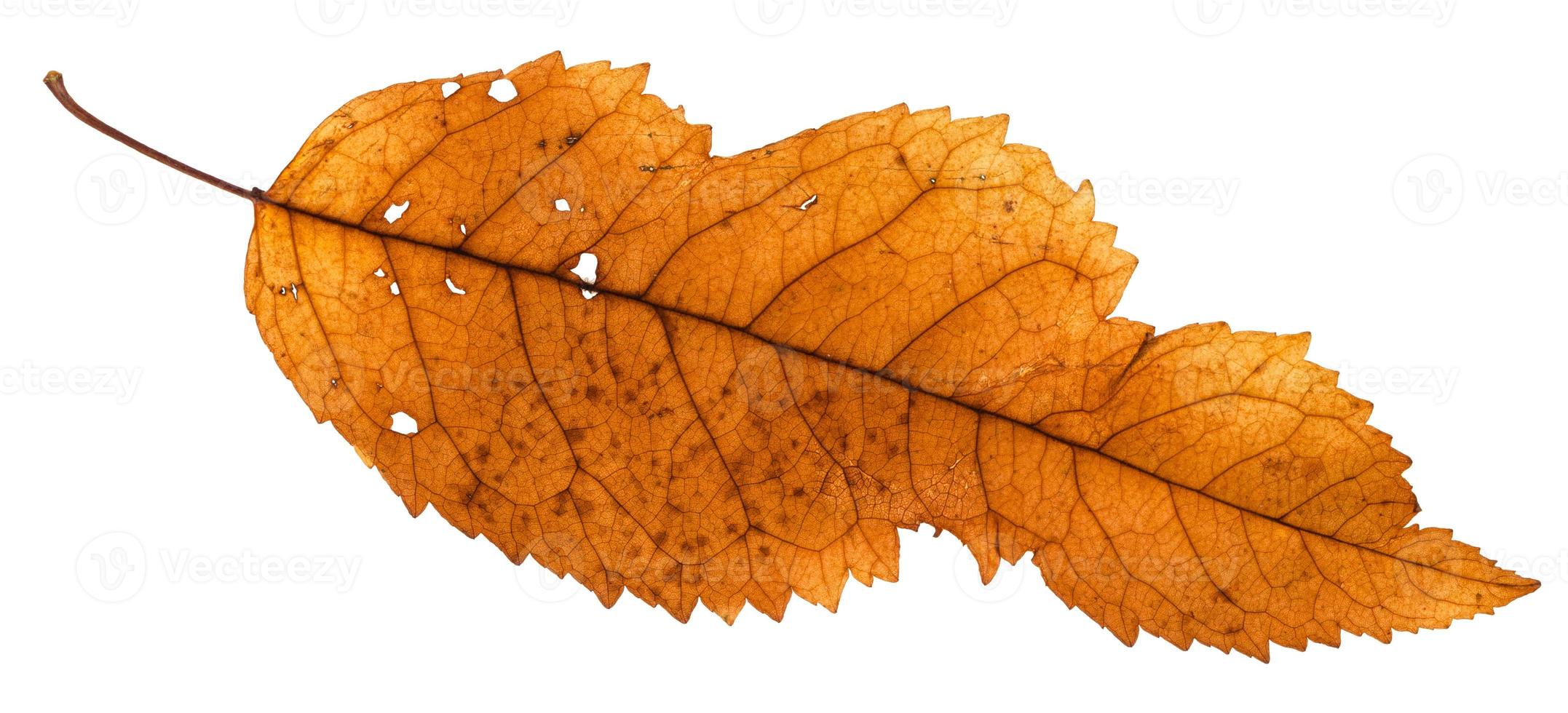 broken leaf of ash tree isolated on white photo