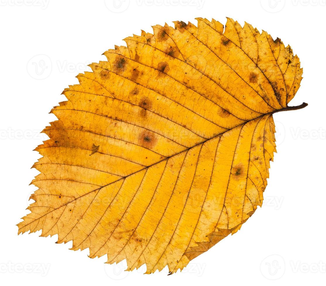 fallen leaf of elm tree isolated on whit photo