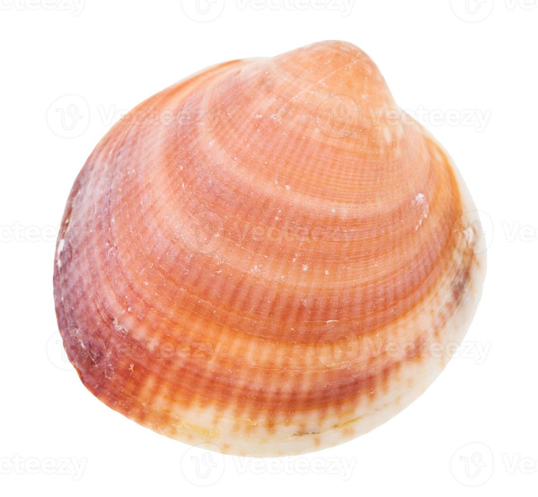 yellow brown sea shell of clam isolated photo