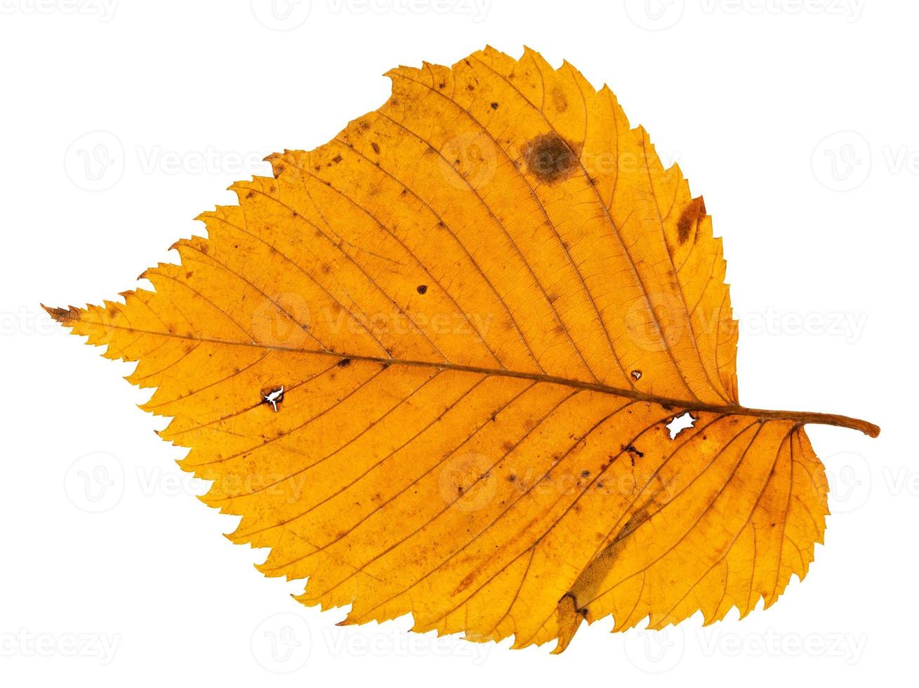 back side of autumn holey leaf of elm tree photo