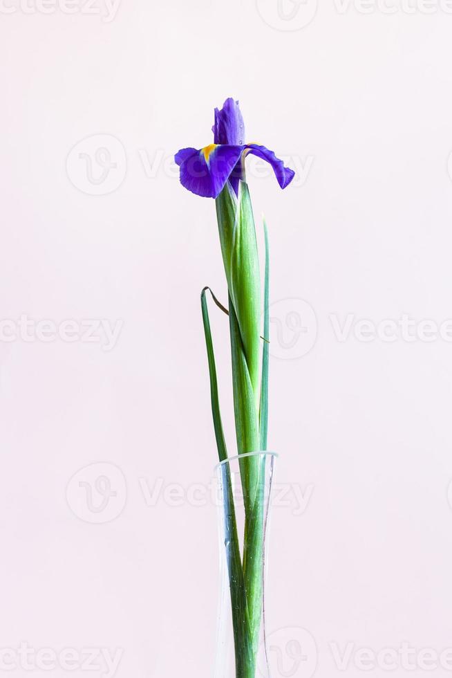 fresh blue iris flower with pale pink background photo