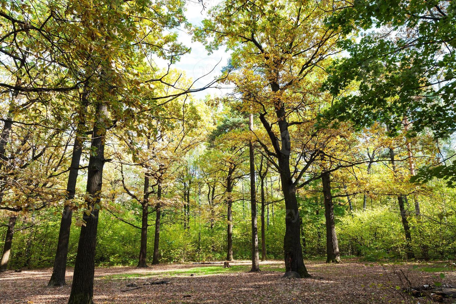 oak grove illuminated by sun on meadow in forest 11186544 Stock Photo