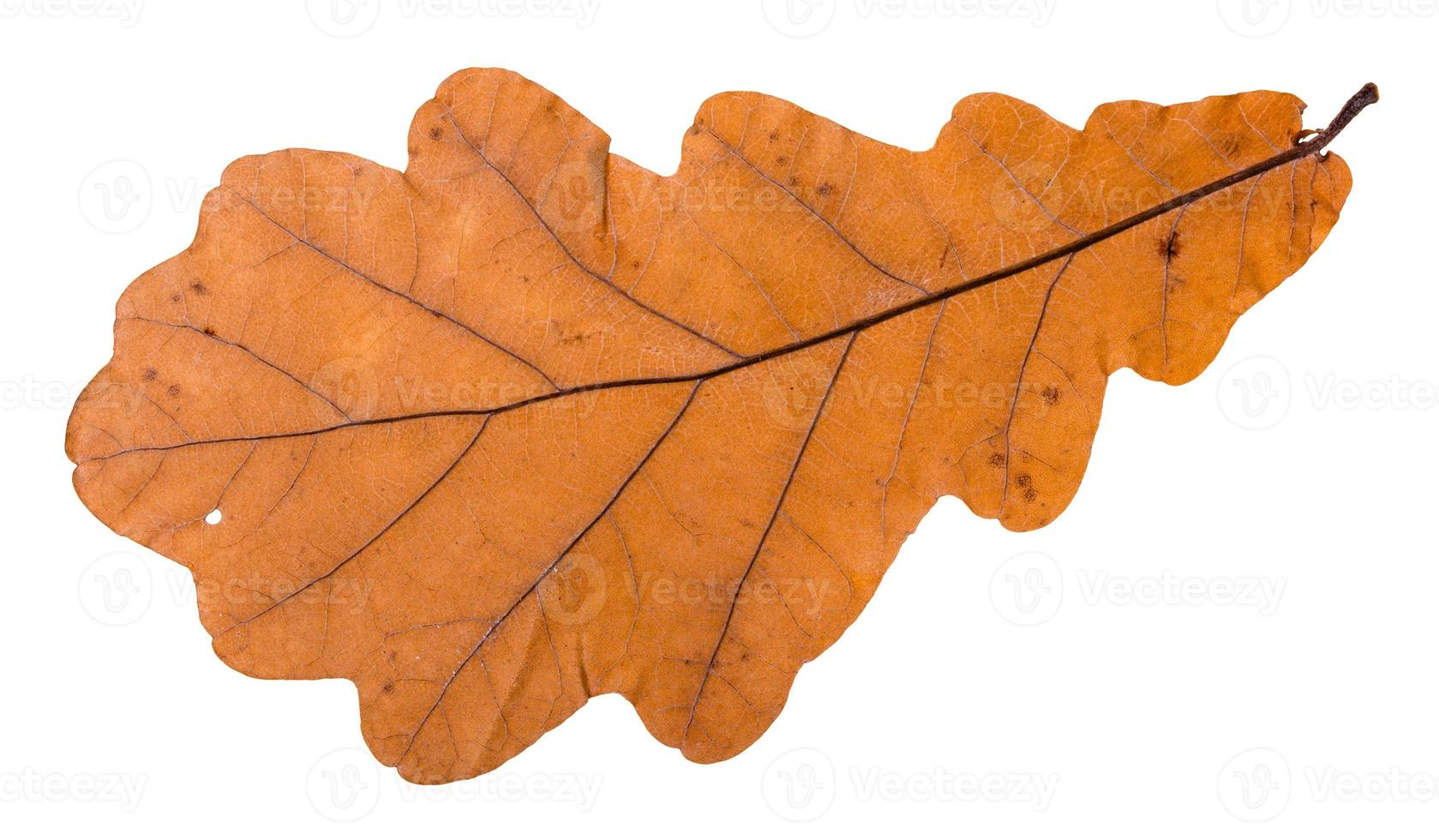 autumn leaf of oak tree isolated on white photo