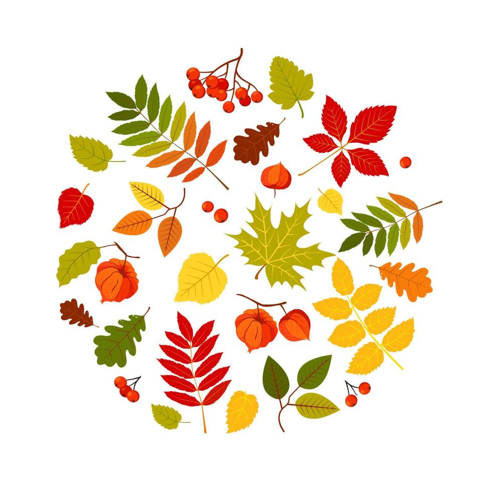 Autumn vector background. Autumn leaves.