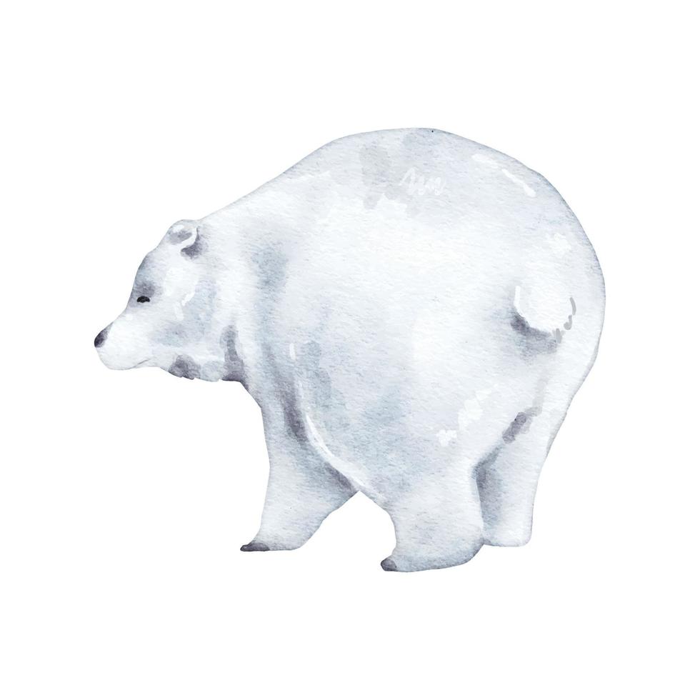 Polar Bear Watercolor isolated on white background. Wild animal illustration. Woodland bear watercolor drawing design vector