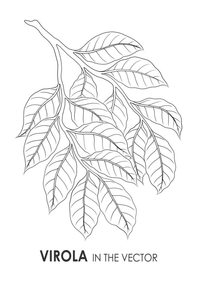VECTOR SKETCH OF A VIROLA TWIG ON A WHITE BACKGROUND