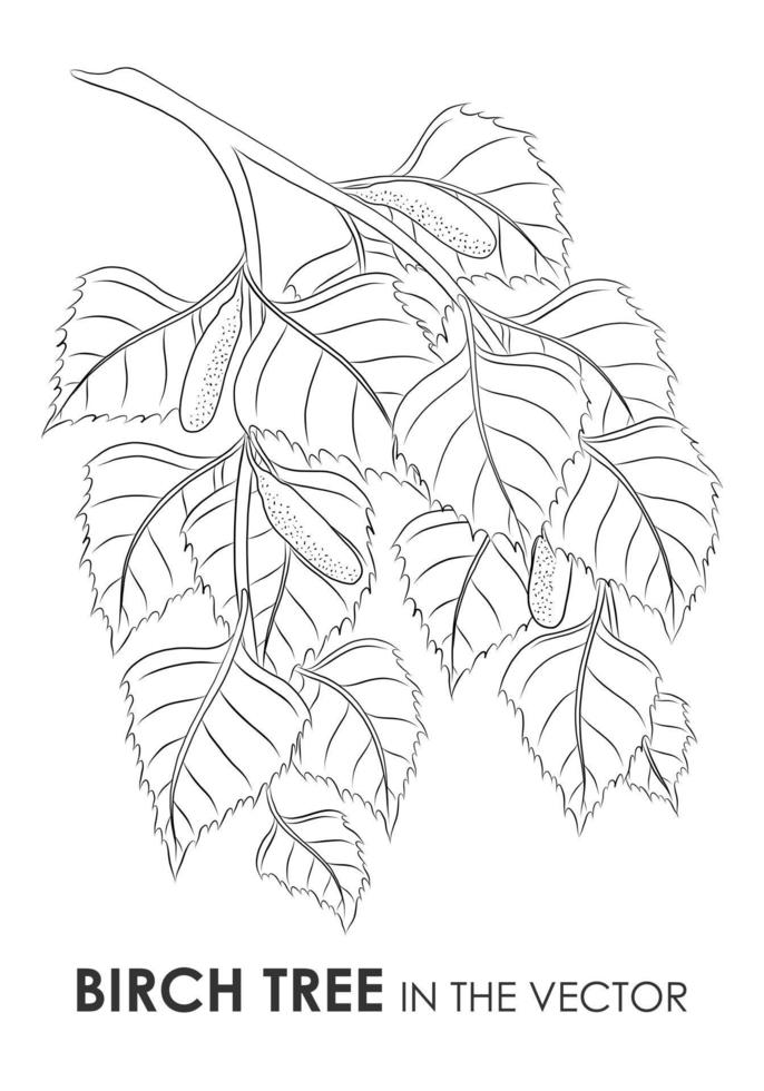 VECTOR SKETCH OF A BIRCH TWIG ON A WHITE BACKGROUND