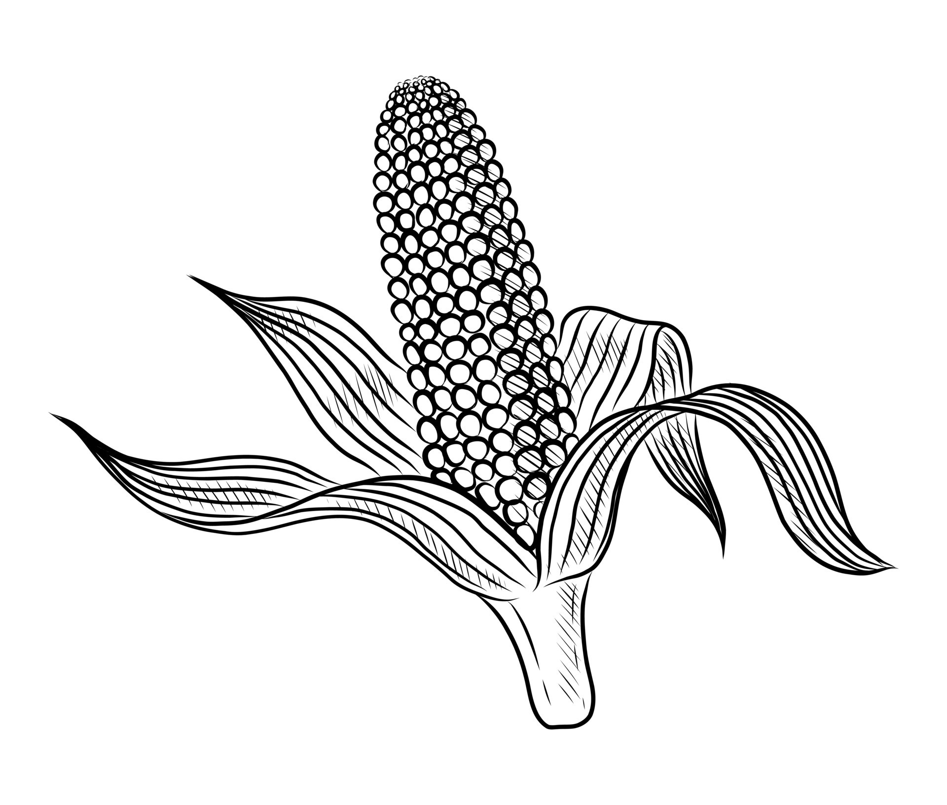 BLACK VECTOR ILLUSTRATION OF CORN COB ISOLATED ON WHITE BACKGROUND 11188520 Vector Art at Vecteezy