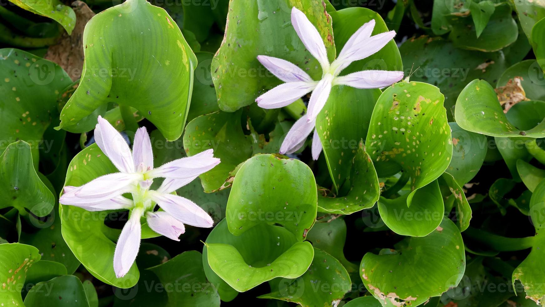 top view of Common water hyacinth or Eichhornia crassipes photo