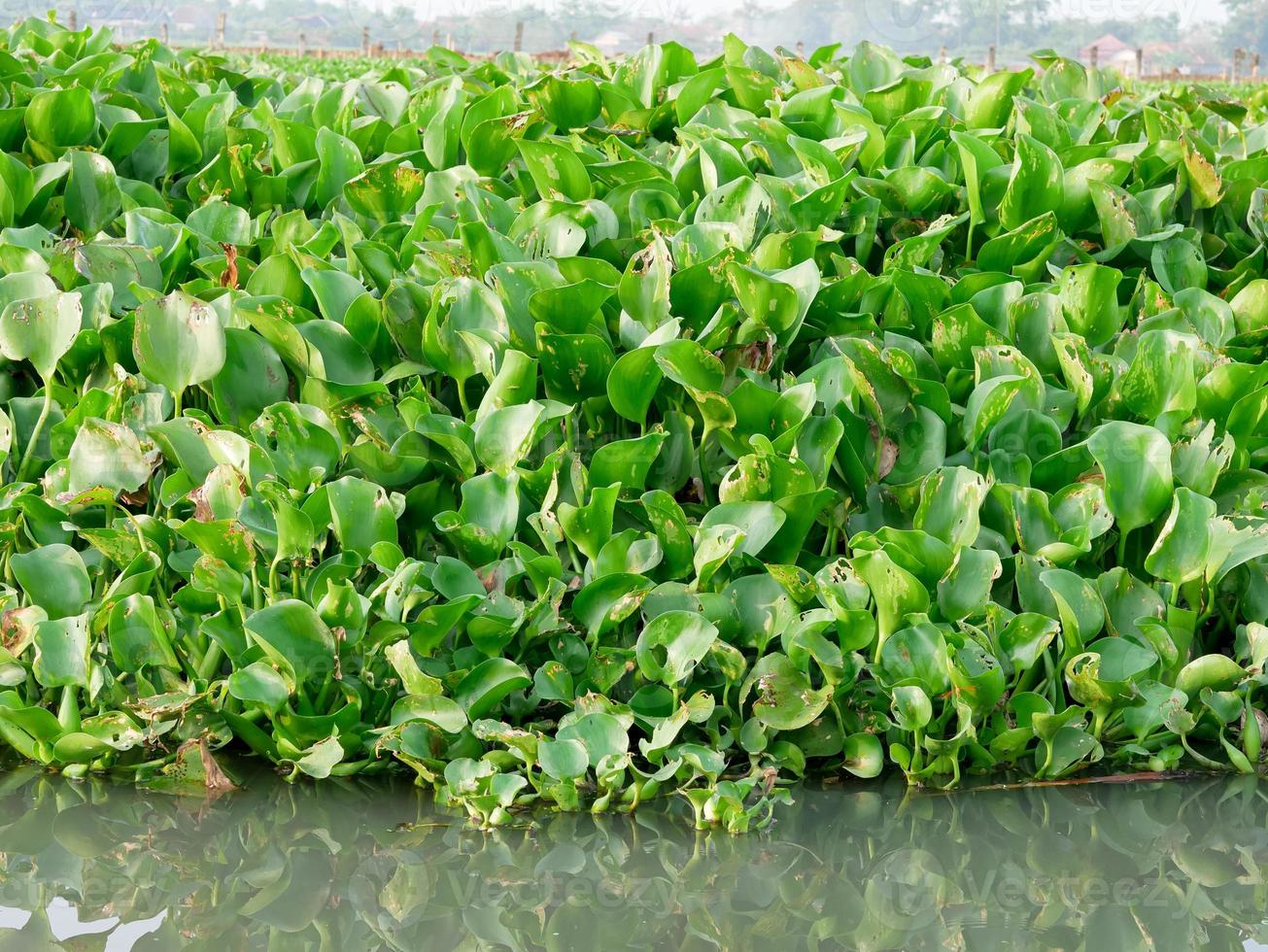Common water hyacinth or Eichhornia crassipes photo
