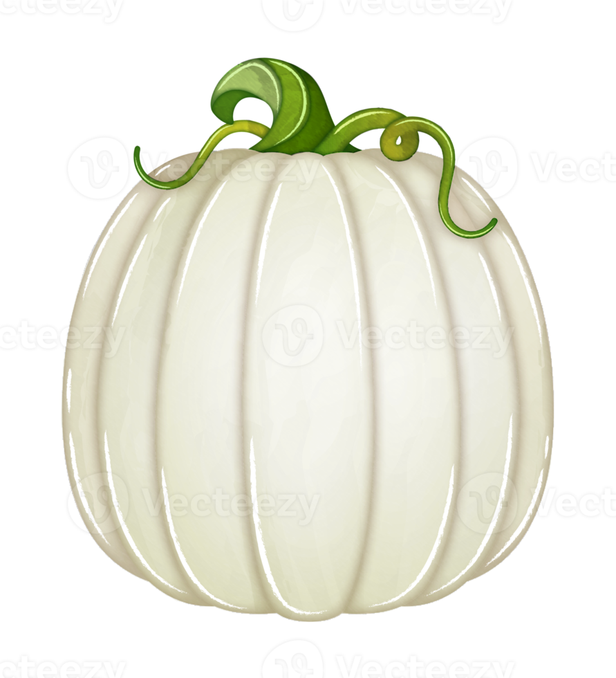 Watercolor white pumpkin clipart png