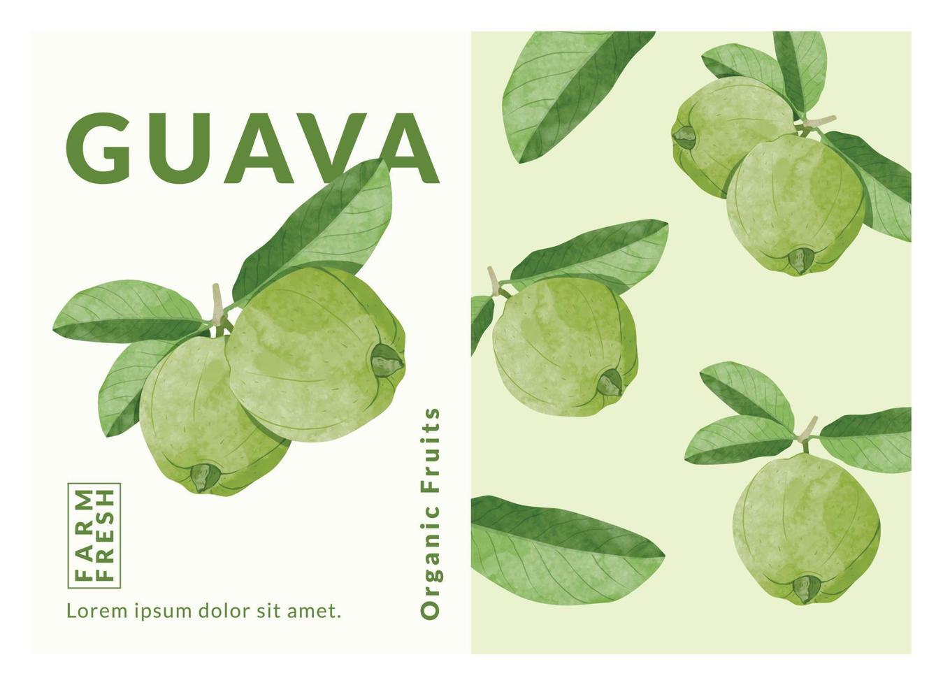 plantillas de diseño de empaque de fruta de guayaba, ilustración de vector de estilo acuarela.