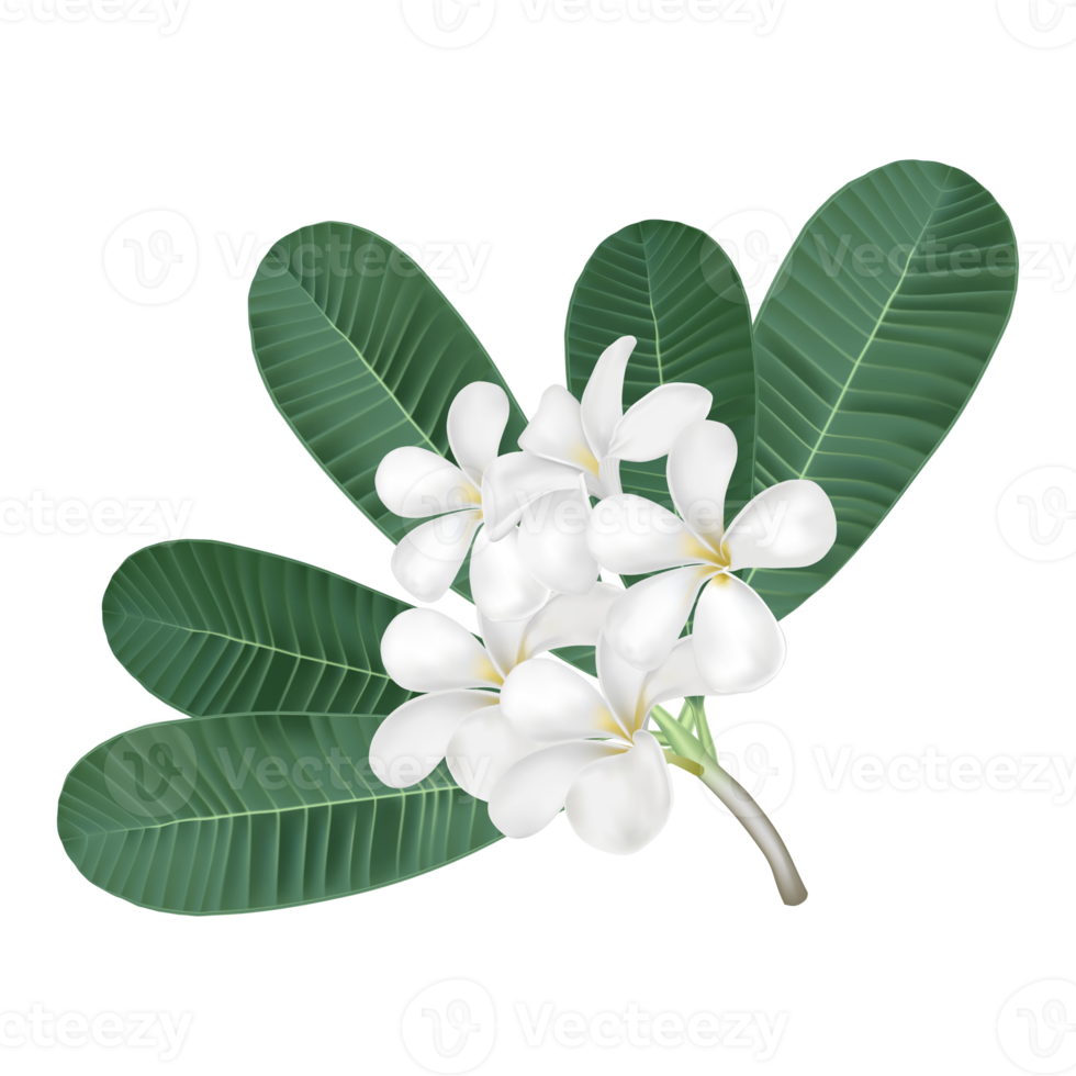 plumeria bloem voor spa of versieren gemakkelijk naar gebruiken, voor uw Gezondheid en zorg reclame of traditioneel voedsel, wit bloem png