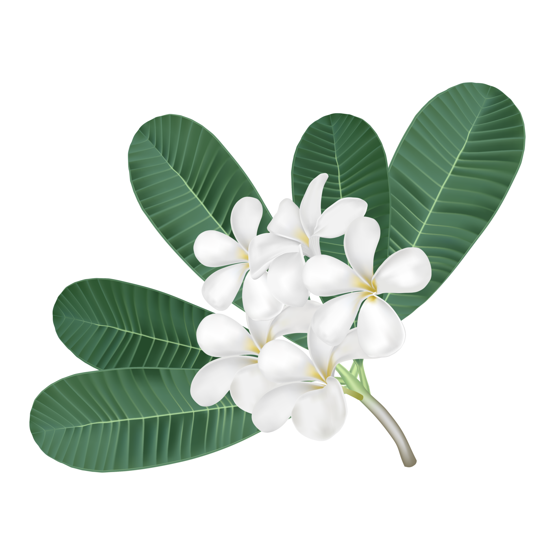Unbelievable Latin Flower Spa Experience: Read This First! - u91eqz7