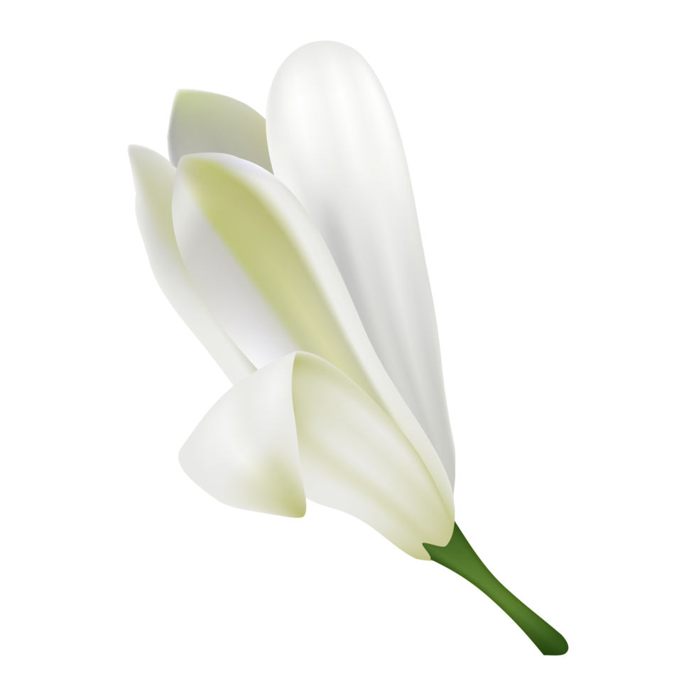 Free flor blanca, flor murraya, hermosa floral. 11191456 PNG with  Transparent Background