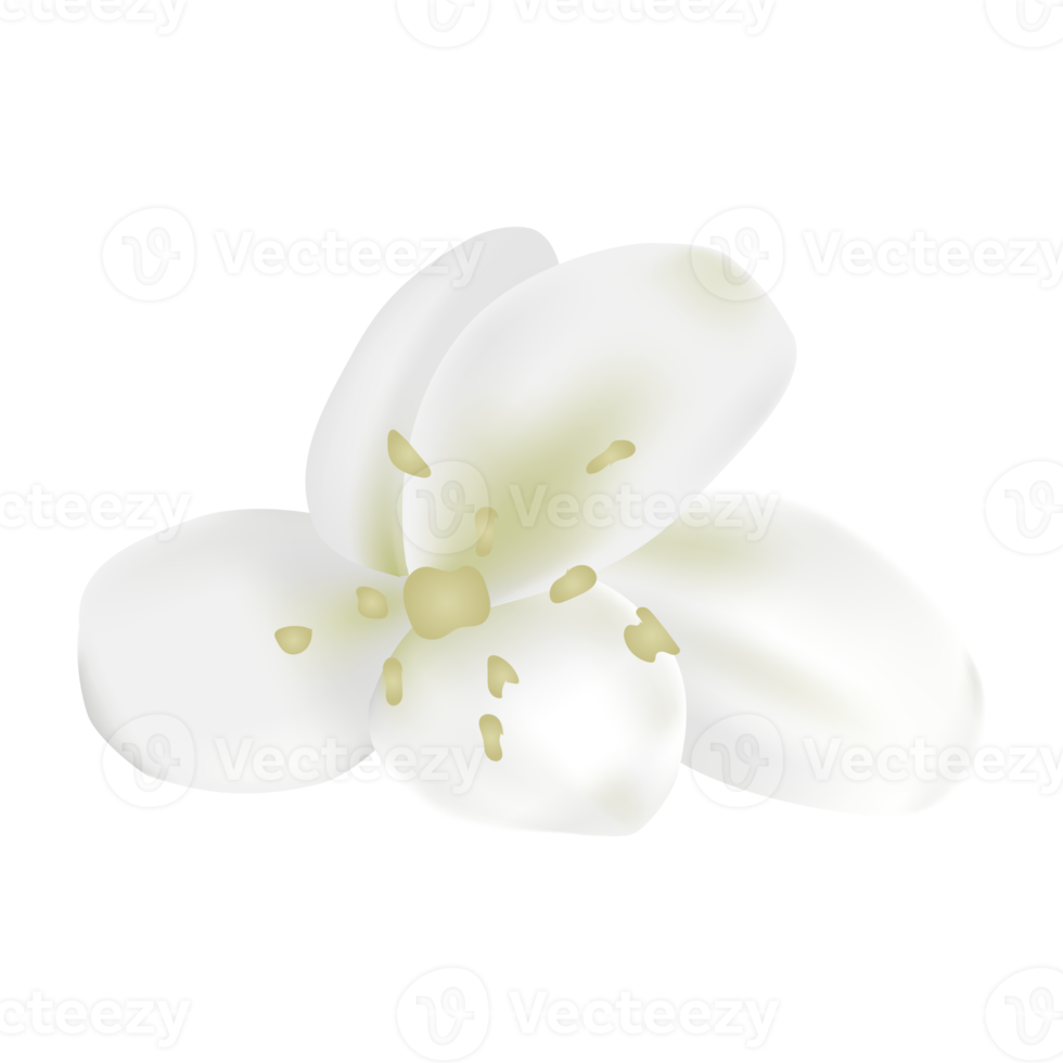 white flower, Murraya flower, beautiful floral. png