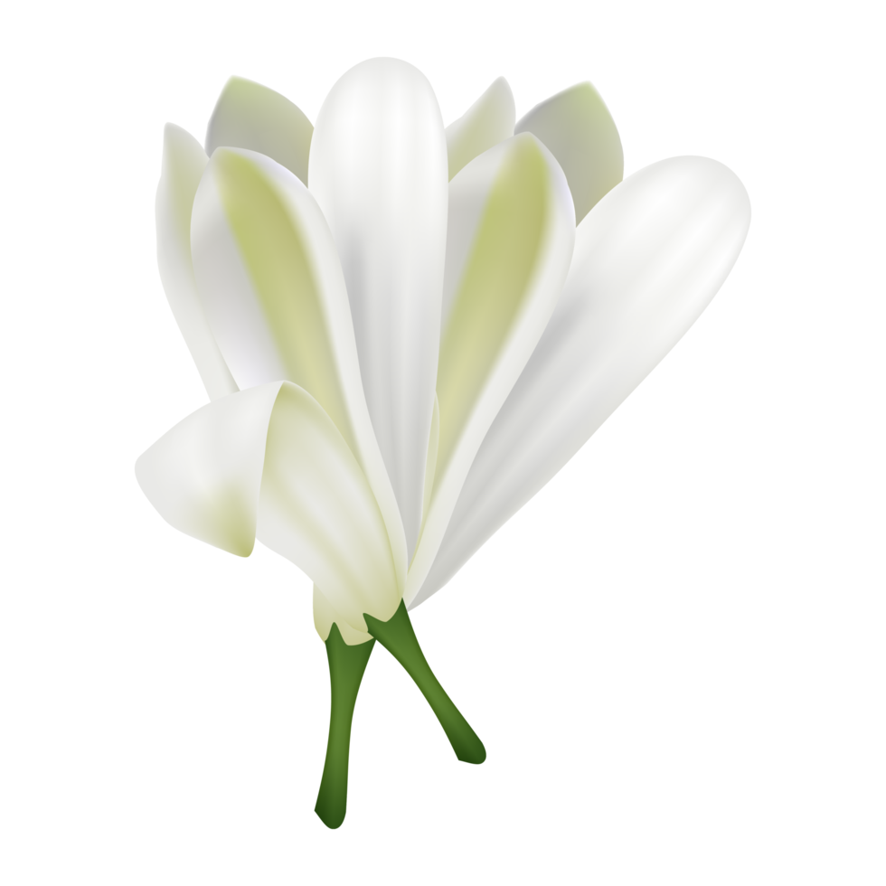 vit blomma, murraya blomma, skön blommig. png