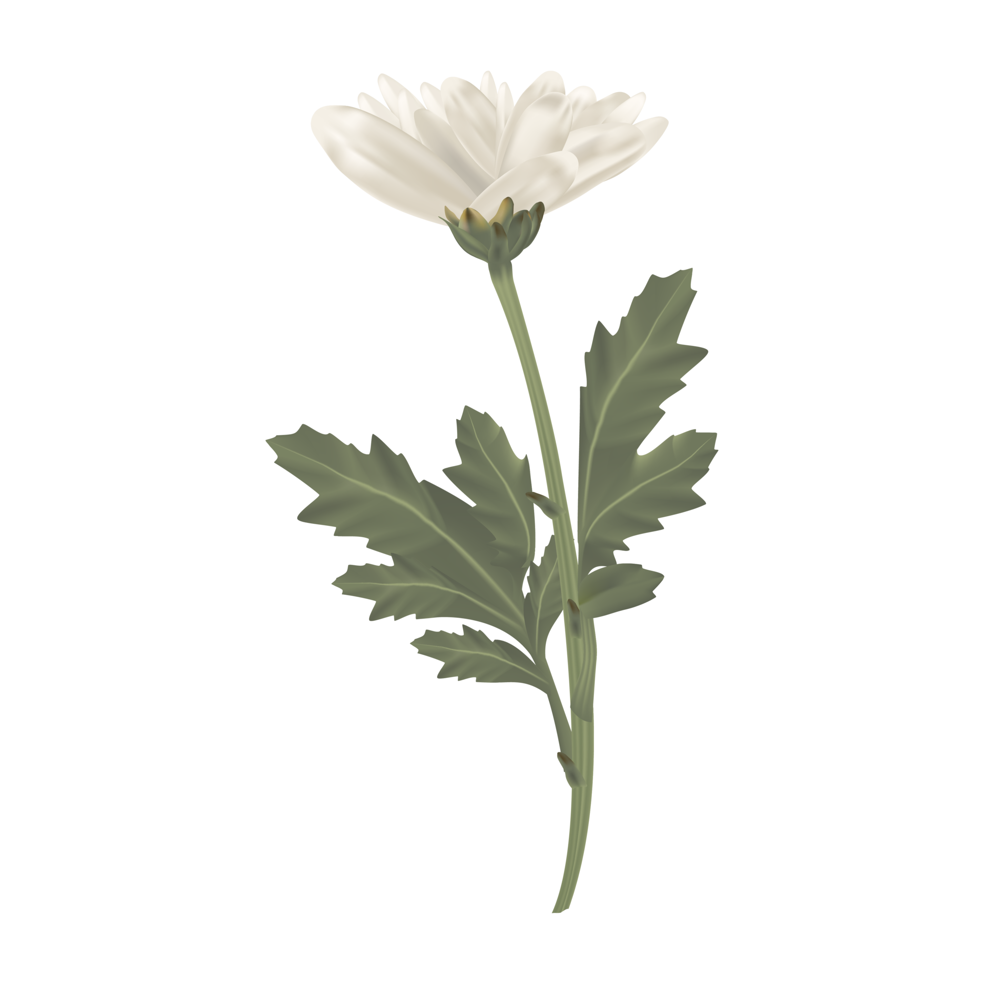 Gerbera daisy white flower with leaf. White floral. 11191461 PNG
