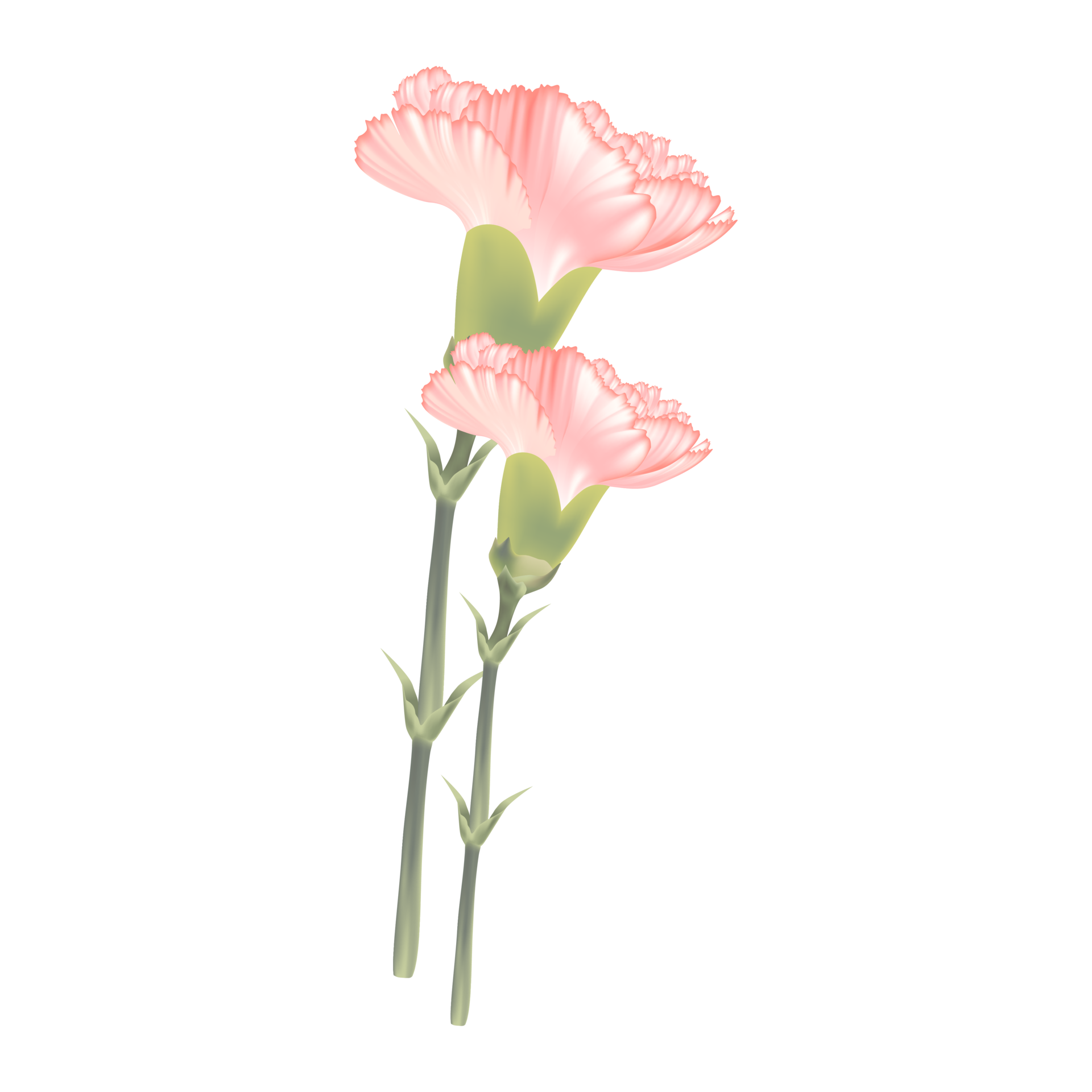 pink carnation flower 11191464 PNG