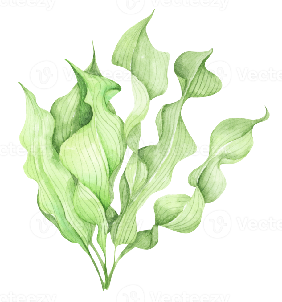 Seaweeds. Underwater ocean plants, sea coral elements. Watercolor illustration. png