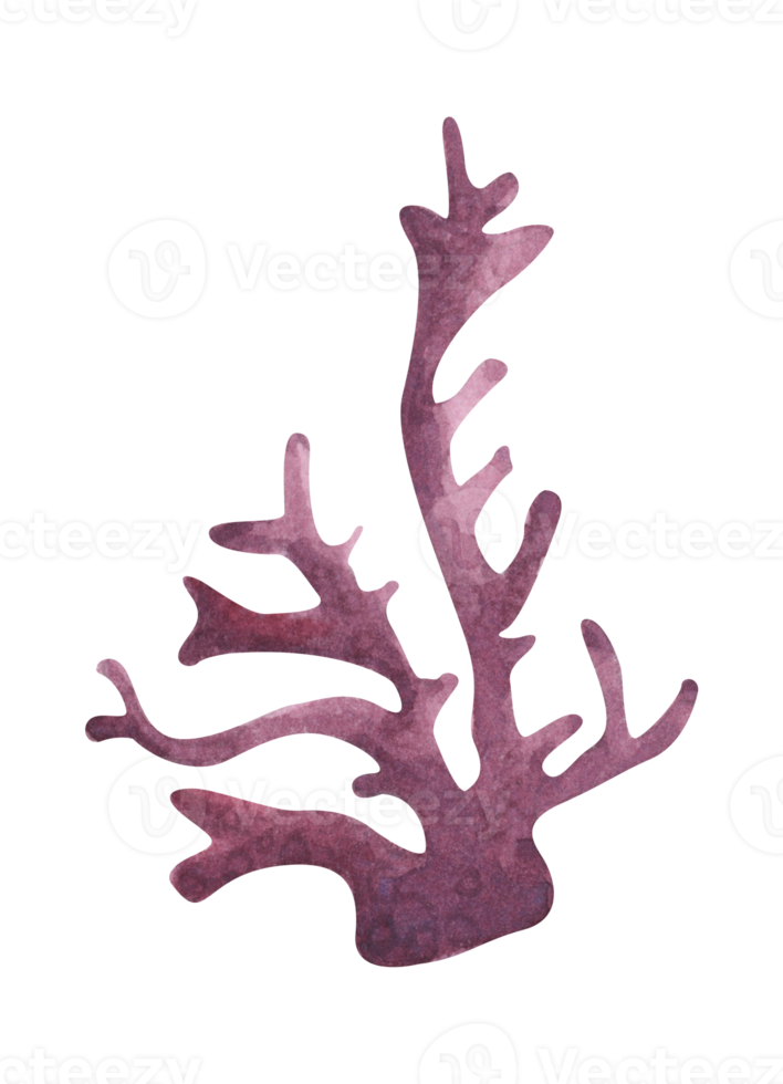 algas plantas oceánicas submarinas, elementos de coral marino. ilustración de acuarela png