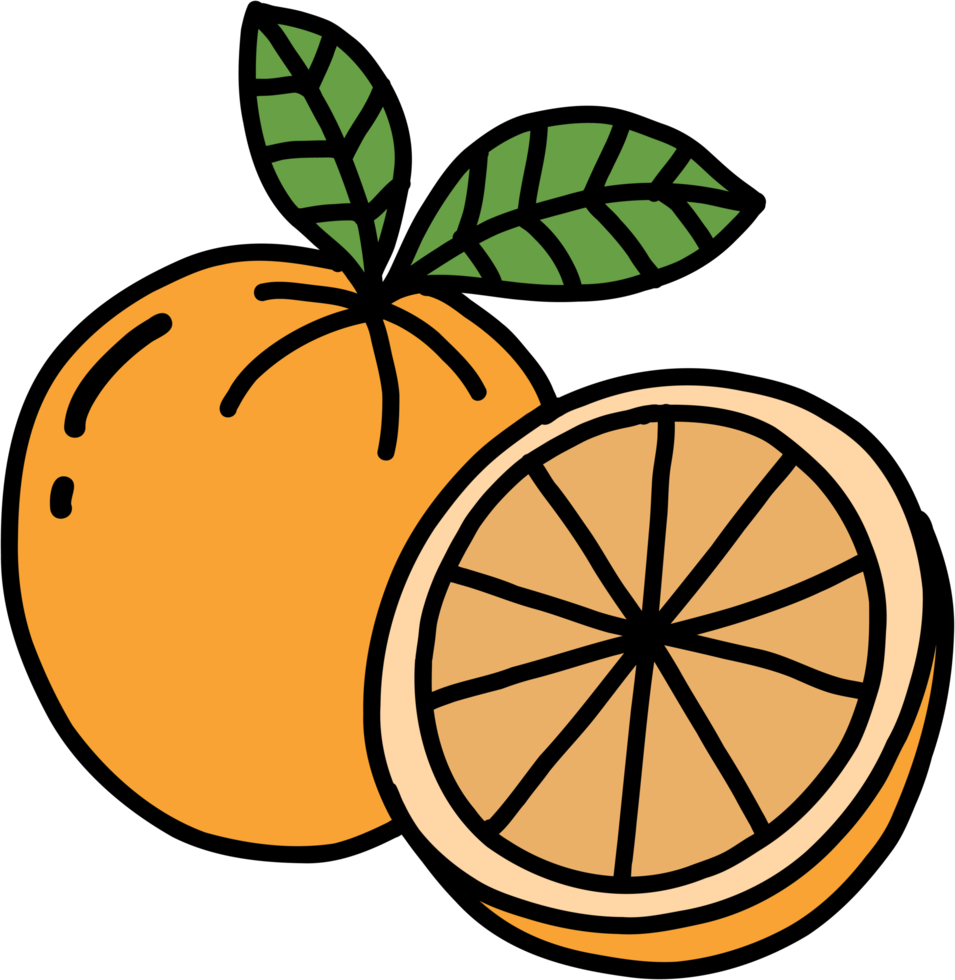 doodle freehand sketch drawing of orange fruit. png