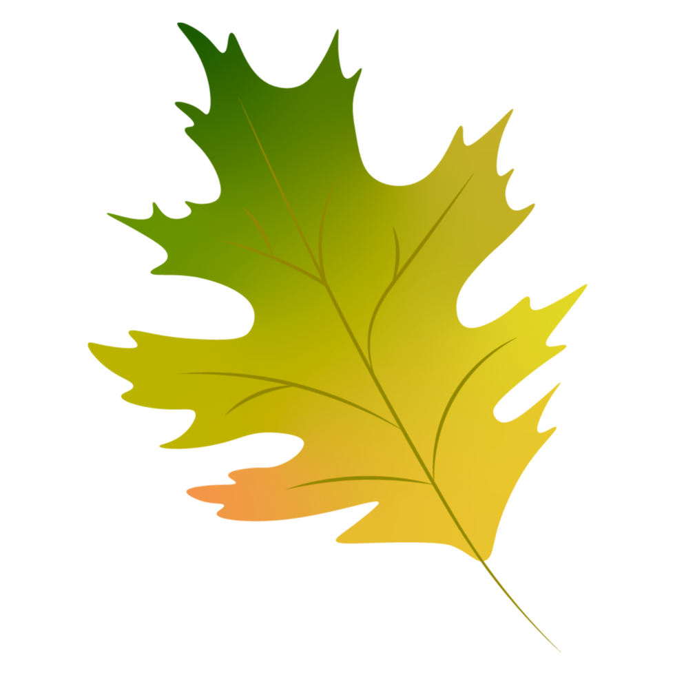 Autumn leaf element png