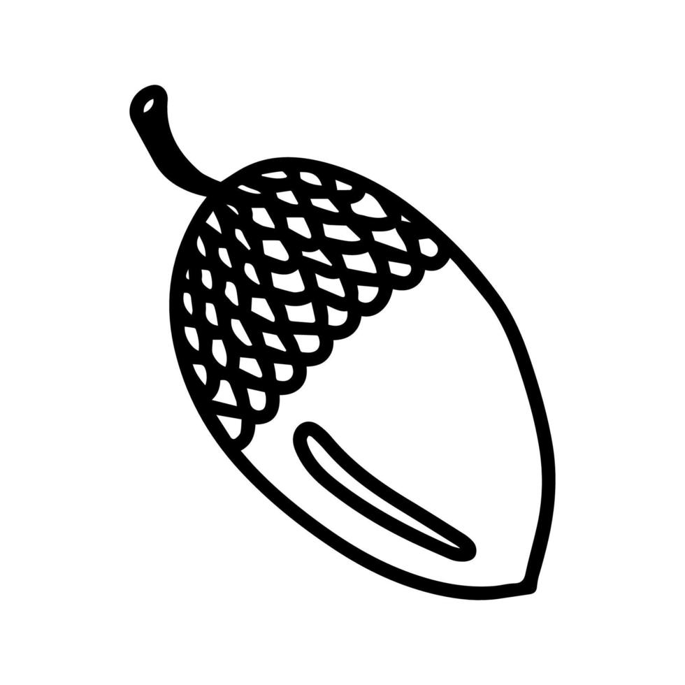 Vector acorn, oak fruit isolated on white background icon. Illustration for seasonal design, textile, decoration kids playroom or greeting card, autumn and halloween. Hand drawn prints and doodle.