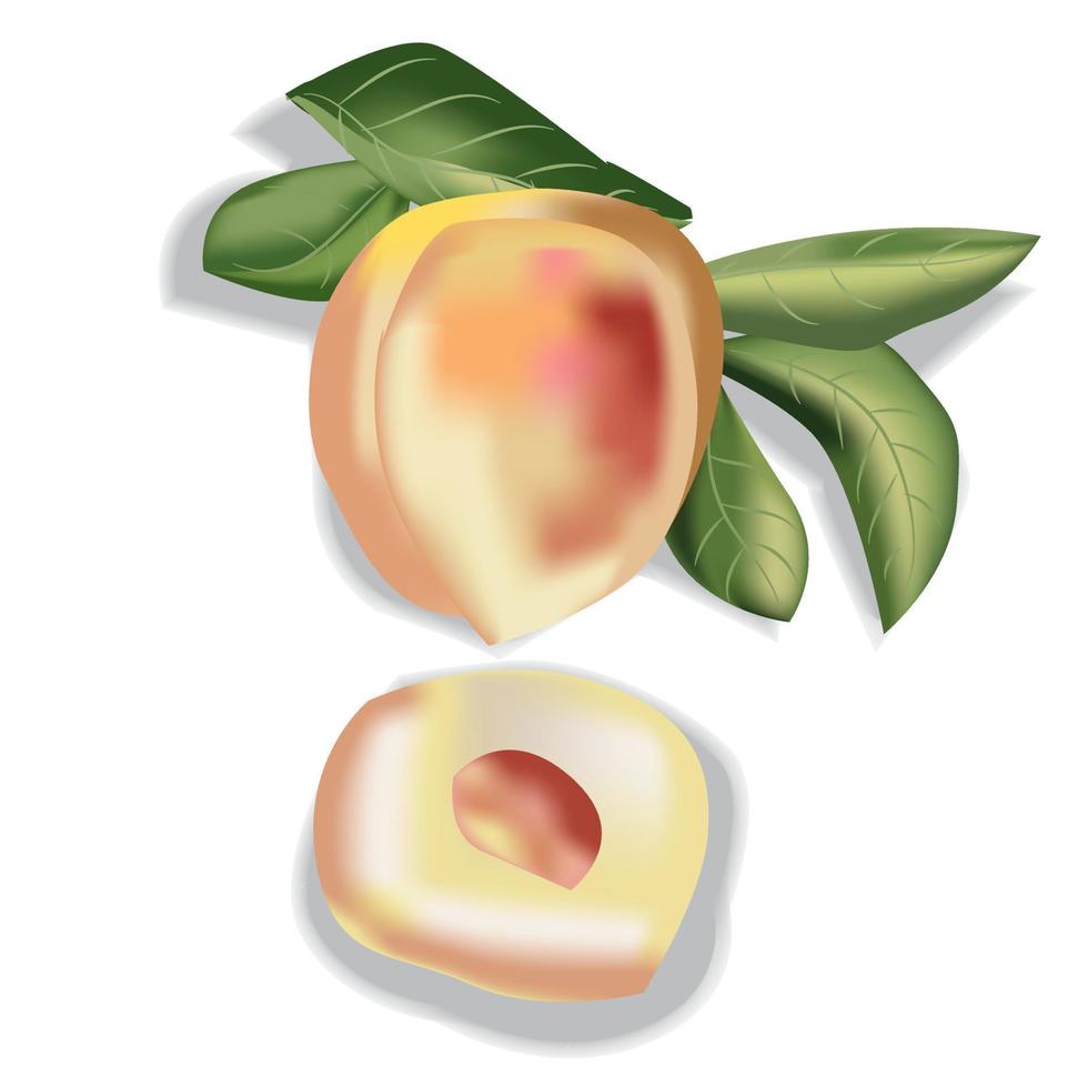 Peach Fruit Illustration 11193878 Vector Art at Vecteezy