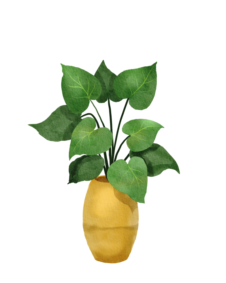 plante d'intérieur peinte à l'aquarelle png