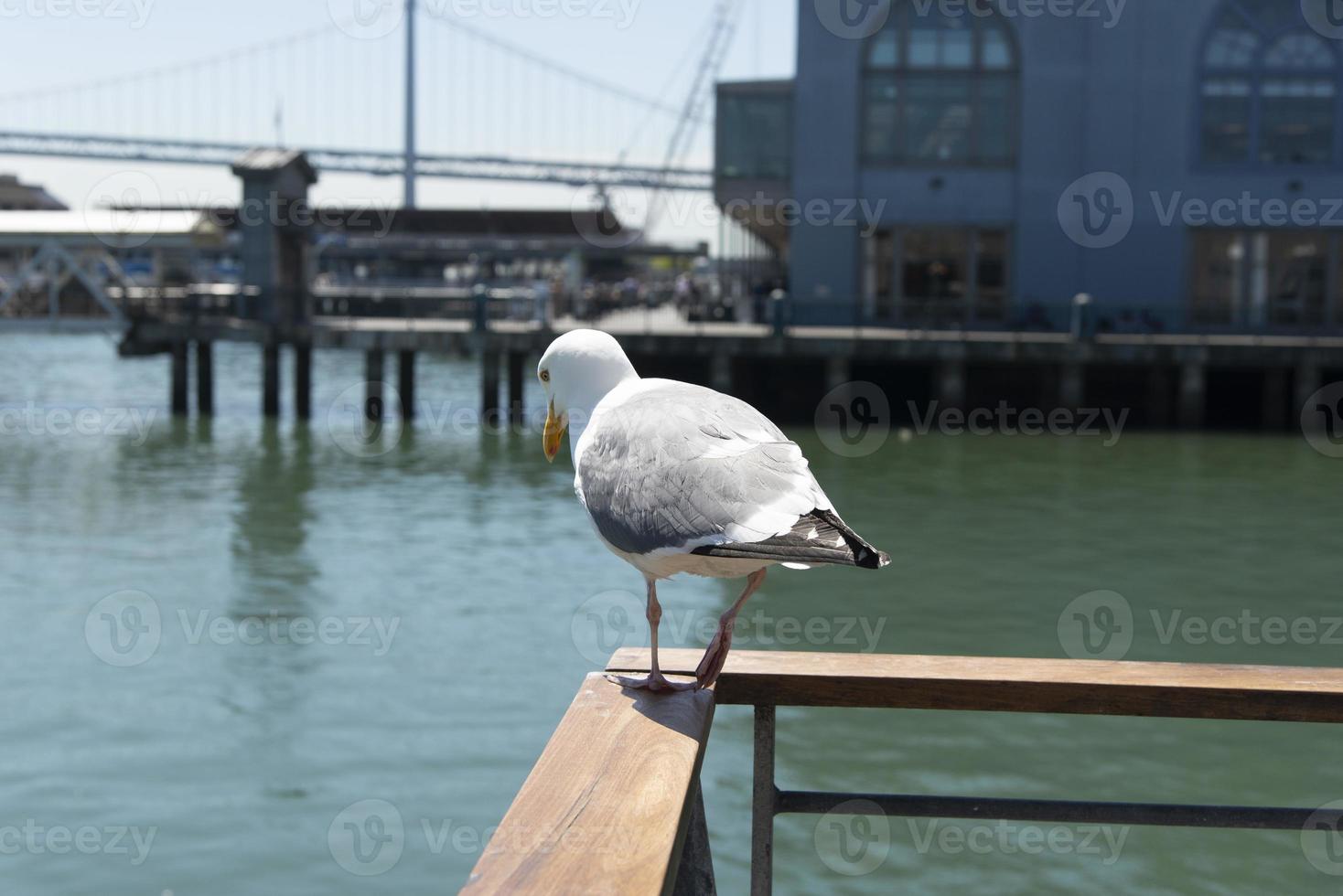 View of seagull at Pier photo