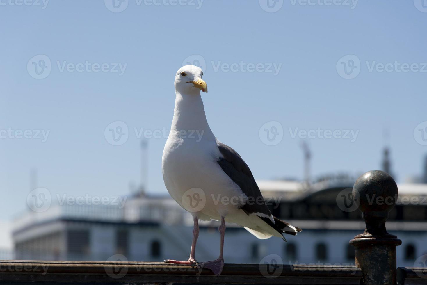 View of seagull at Pier photo