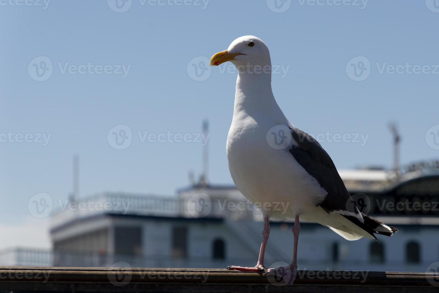 View of seagull at Pier photo