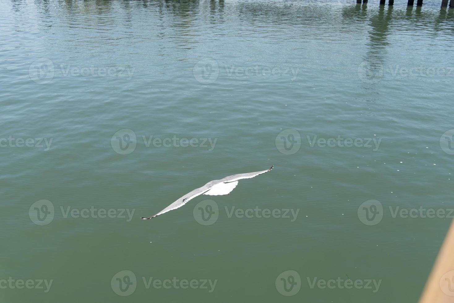 View of seagull at Pier photo
