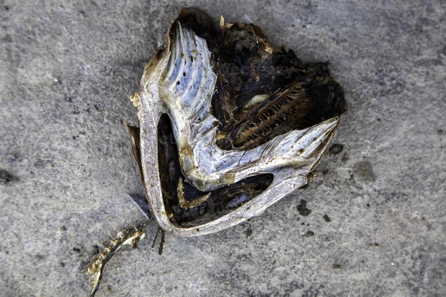 Dried fish head photo