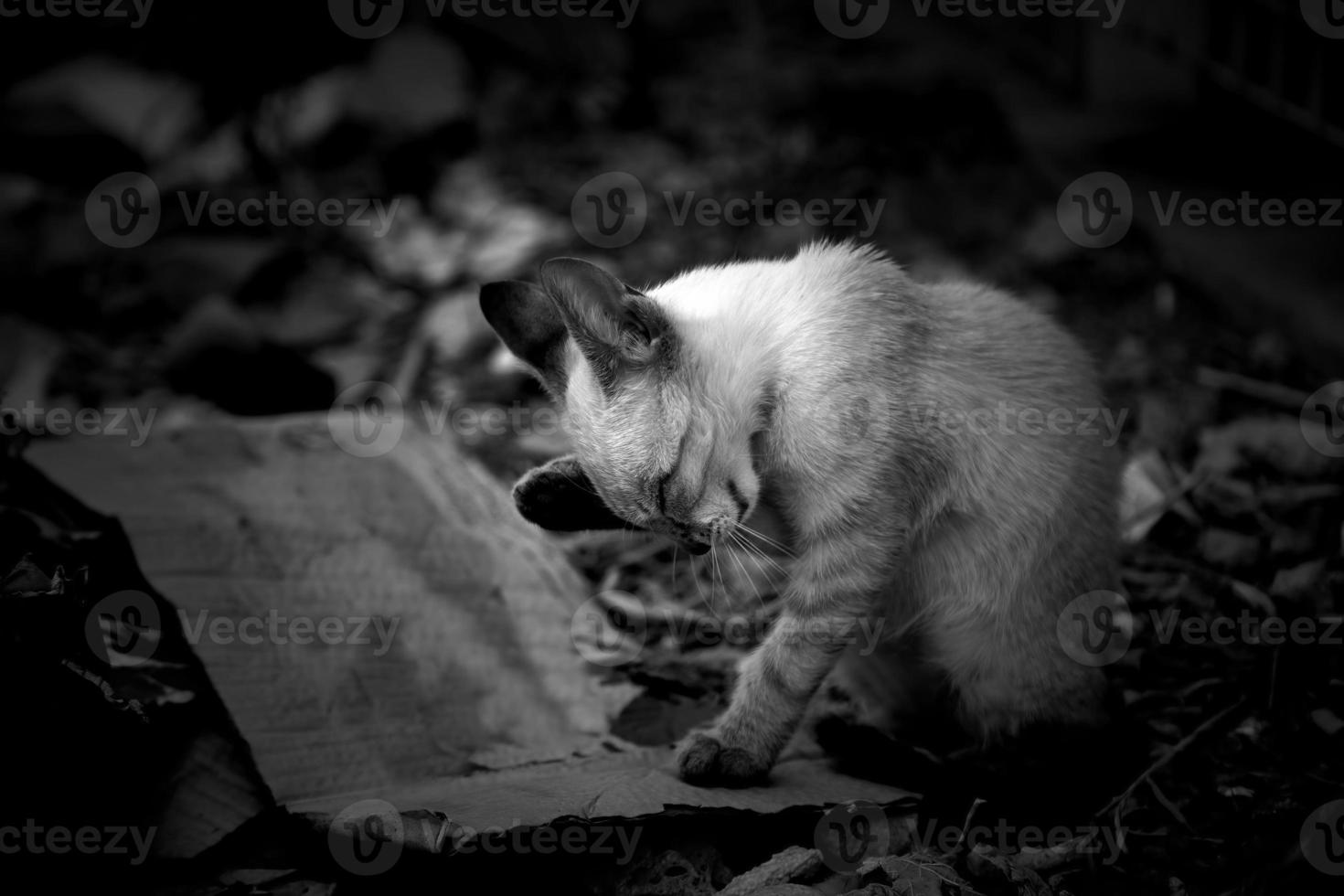 cachorro gato abandonado foto