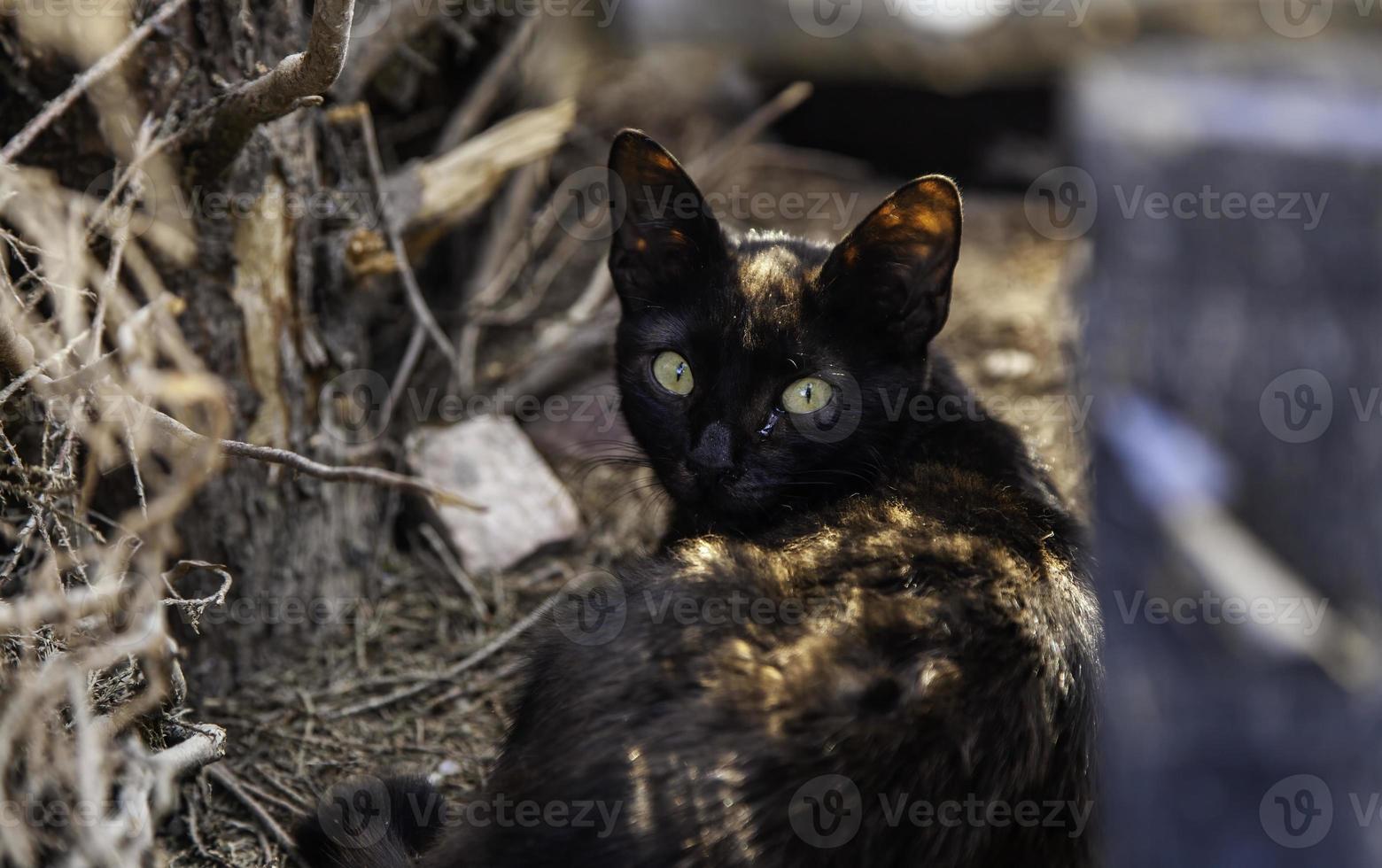 Black cat on the street photo