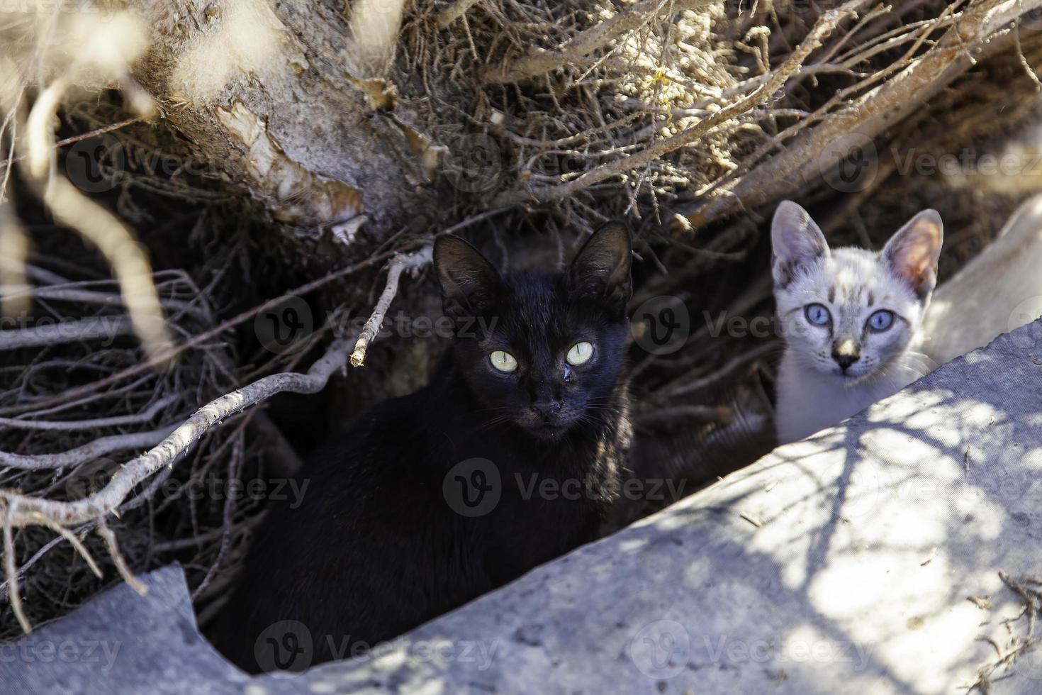 Black cat on the street photo