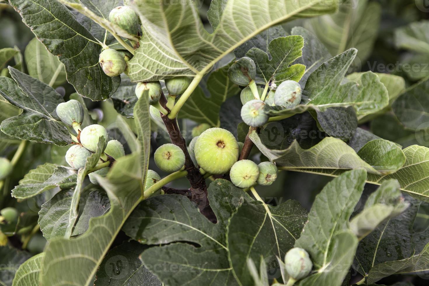 Figs on a fig tree 11195127 Stock Photo at Vecteezy