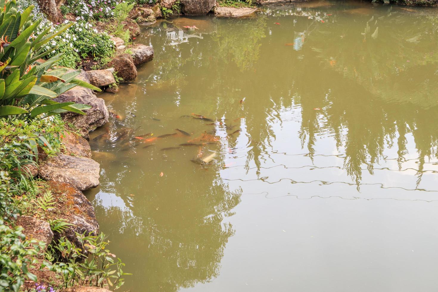 peces koi en estanque de jardín diseño de paisaje decorativo foto