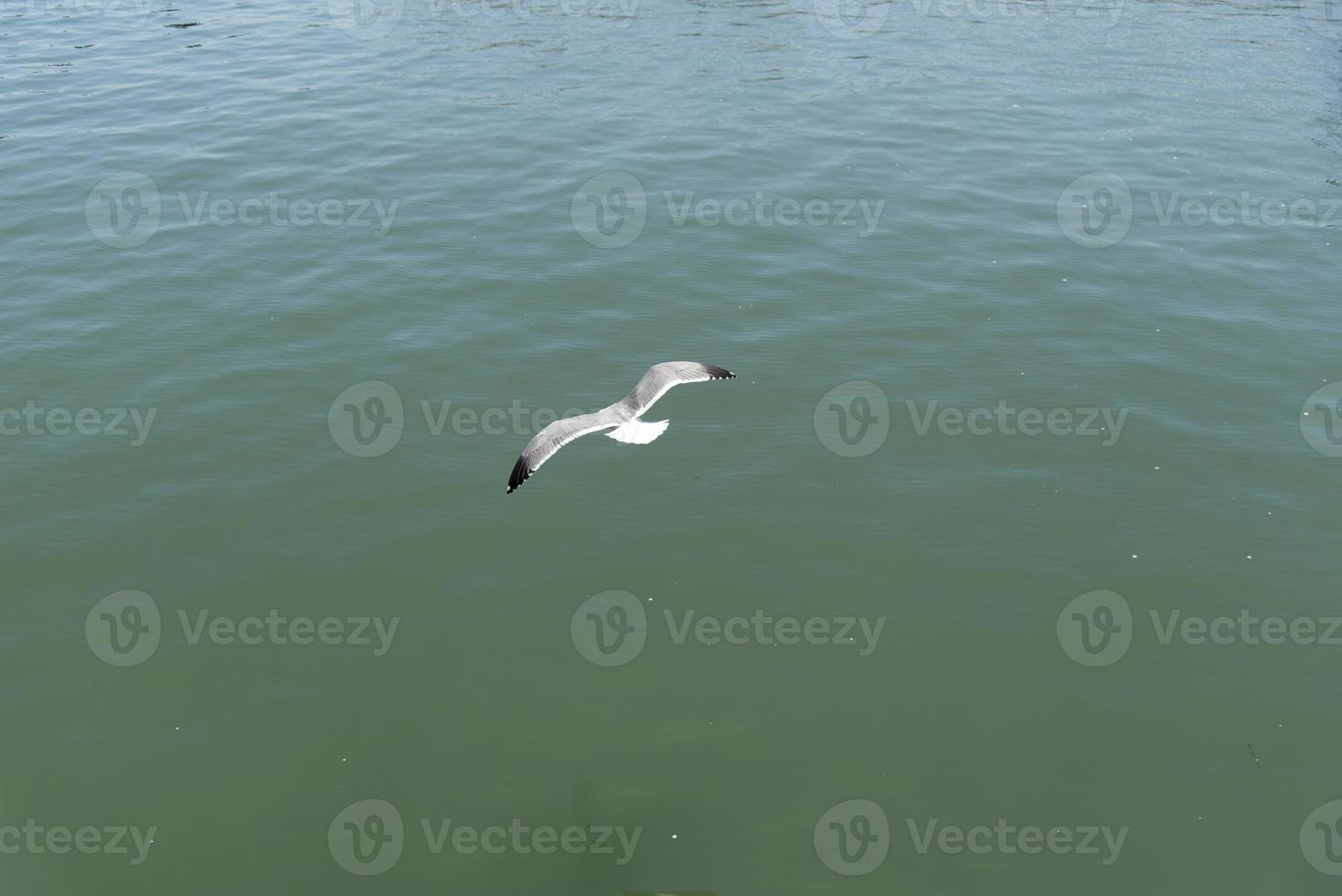 View of seagull at Pier photo