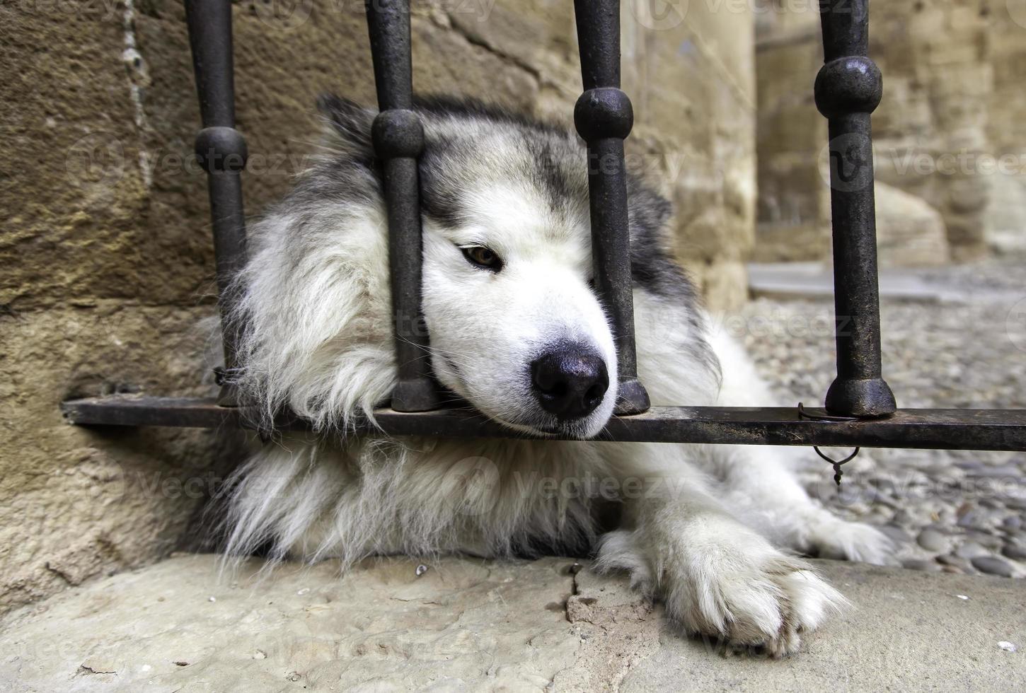 Husky on a fence photo