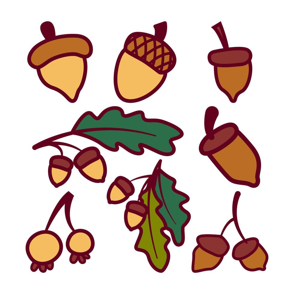 Illustration of various oak nut  acorns set. Isolated on white background. Elements for autumn needs vector