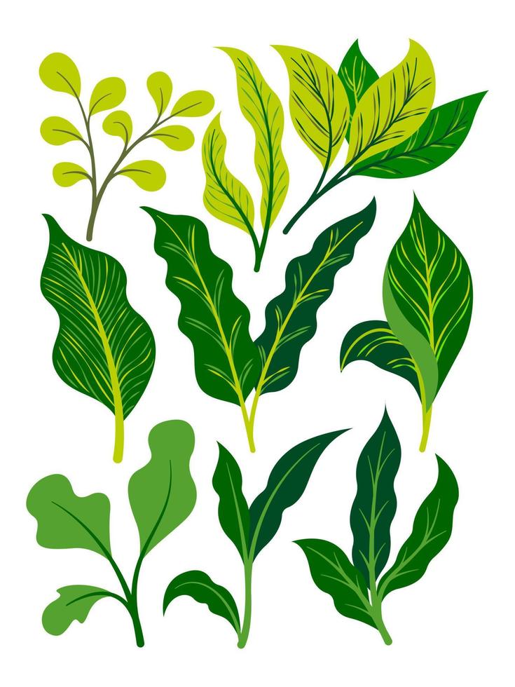 Exotic tropical leaves collection. Tropical leaves set. Exotic plants. Tropical leaves and flowers. Palm leaf, jungle trees. Jungle exotic leaf. Botanical, floral illustration. Isolated vector. vector