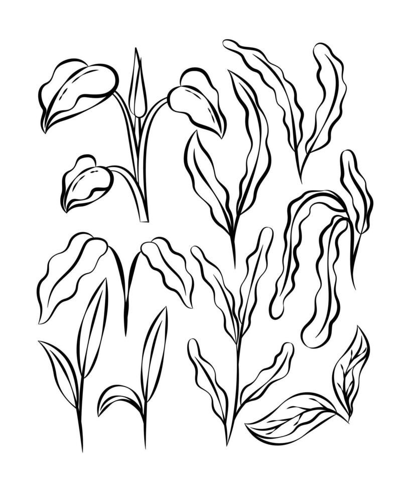 Exotic tropical leaves collection. Tropical leaves set. Exotic plants. Tropical leaves and flowers. Palm leaf, jungle trees. Jungle exotic leaf. Botanical, floral illustration. Isolated vector. vector