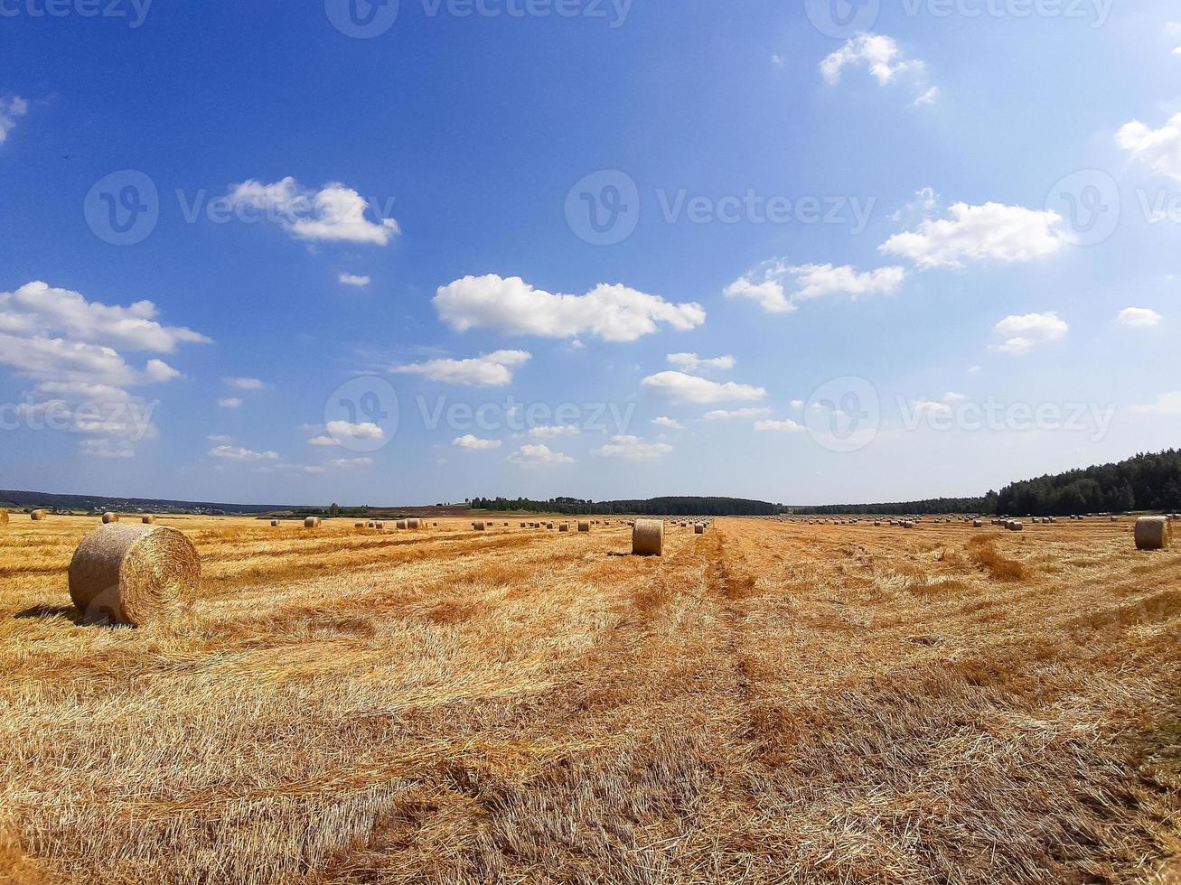 desagües redondos de oro en el campo. la cosecha de grano, trigo. cosecha de heno para ganadería, agricultura, cultivos de cereales foto