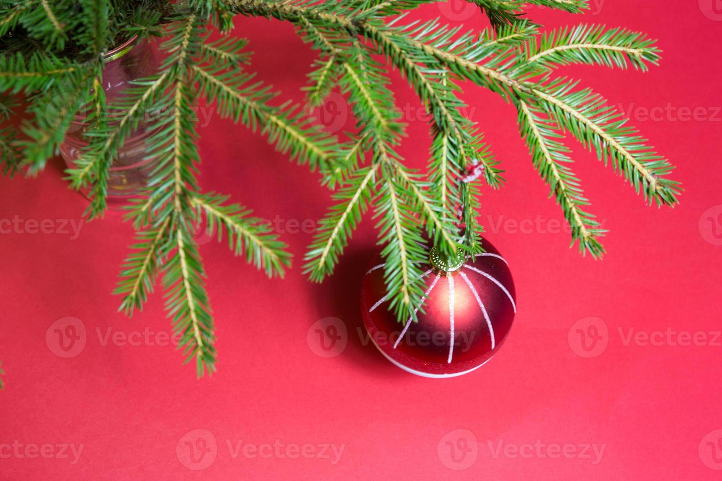 Red Christmas ball with white stripes on a live spruce branch in a vase on a red background. New year, Christmas, copy space photo