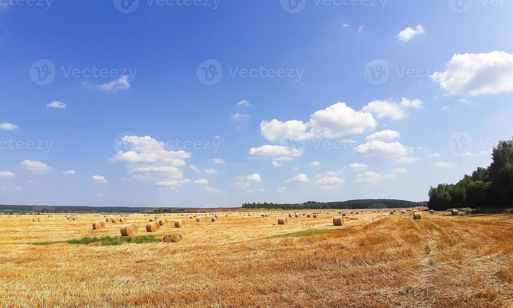 Round gold drains in the field. The harvest of grain, wheat. Hay harvesting for livestock, agriculture, grain crops photo