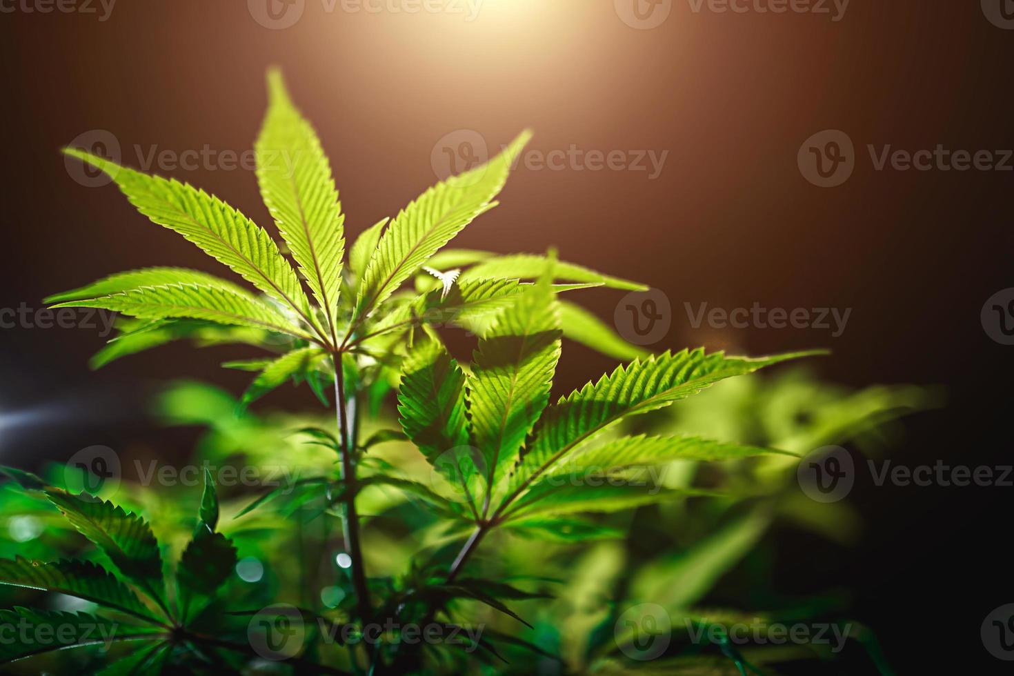 Green cannabis leaf close up on black background with sunbeam and glow. Medical marijuana cultivation. Copy space photo