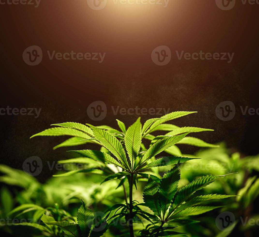 Green cannabis leaf close up on black background with sunbeam and glow. Medical marijuana cultivation. Copy space photo